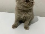 British Longhair Shorthair Bebekler