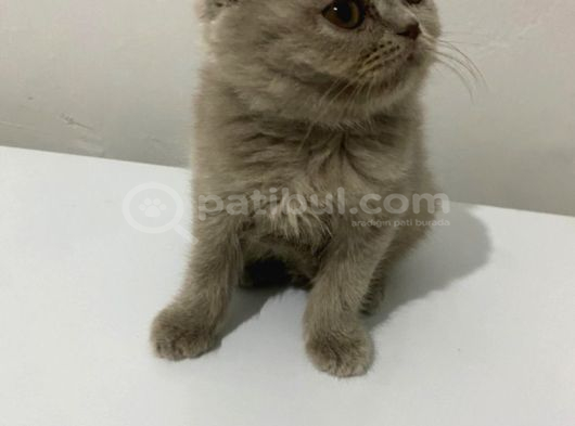 British Longhair Shorthair Bebekler görsel