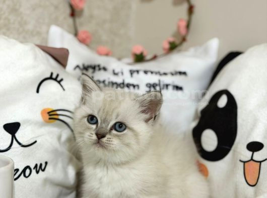 Safkan Beyaz Yavrumuz