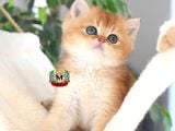 BRİTİSH SHORTHAİR kARDEŞLER