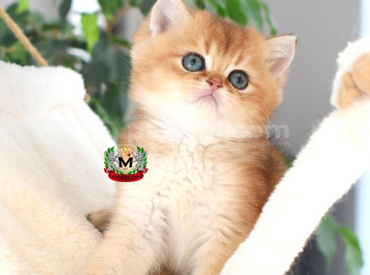 Bri̇ti̇sh Shorthai̇r Kardeşler