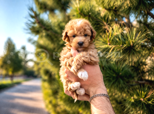 A Kalite Maltipoo Yavrularım görsel