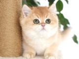 Bri̇ti̇sh Shorthai̇r Kardeşler