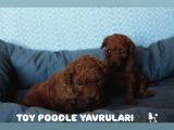 A Kali̇te Toy Poodle Yavrulari