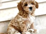 Mini Boy Kg Garantili Maltipoo Yavrularımız