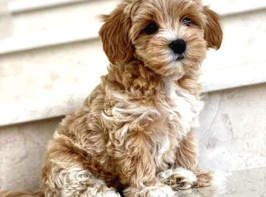 Mini Boy Kg Garantili Maltipoo Yavrularımız görsel