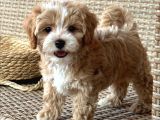 Mini Boy Kg Garantili Maltipoo Yavrularımız