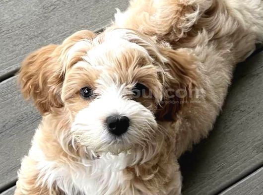 Mini Boy Kg Garantili Maltipoo Yavrularımız görsel