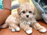 Mini boy kg garantili maltipoo yavrularımız