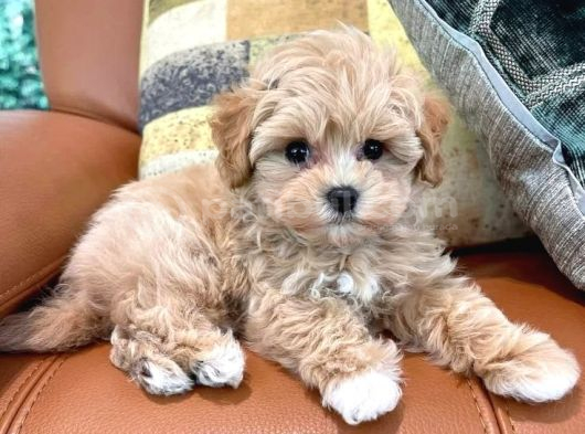 Mini Boy Kg Garantili Maltipoo Yavrularımız