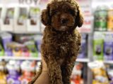 Toy poodle yavrularımız teslime hazır