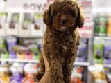 Toy Poodle Yavrularımız Teslime Hazır