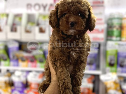 Toy Poodle Yavrularımız Teslime Hazır görsel