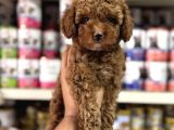 Toy Poodle Kore Kan Yavrularımız