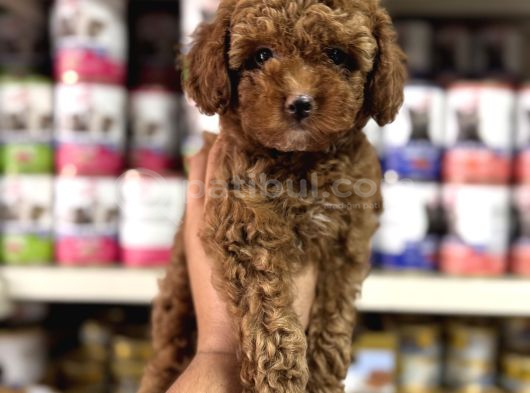 Toy Poodle Kore Kan Yavrularımız görsel