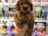 Toy Poodle Yavrularımız Teslime Hazır