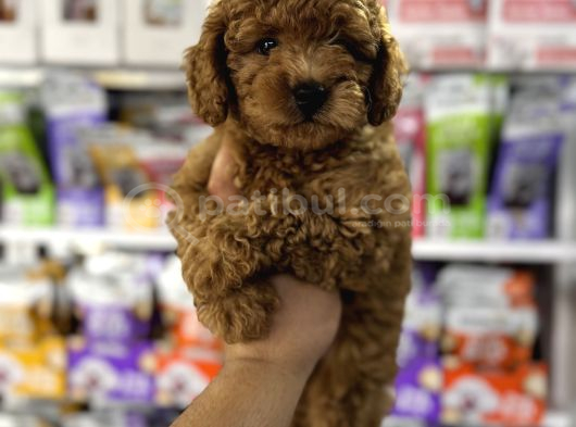 Toy Poodle Yavrularımız Teslime Hazır görsel