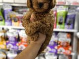 Toy Poodle Yavrularımız Teslime Hazır