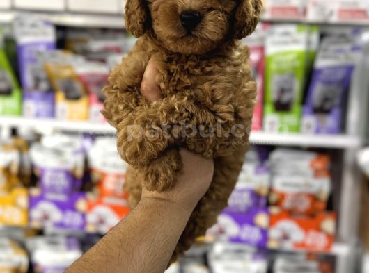 Toy Poodle Kore Kan Yavrularımız görsel