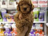 Toy Poodle Kore Kan Yavrularımız