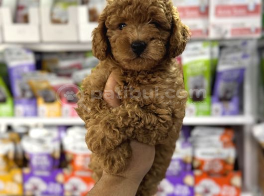 Toy Poodle Kore Kan Yavrularımız görsel