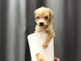 En Mini Boy Maltipoo Bebekler