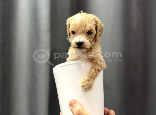 En Mini Boy Maltipoo Bebekler görsel