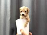 En Mini Boy Maltipoo Bebekler