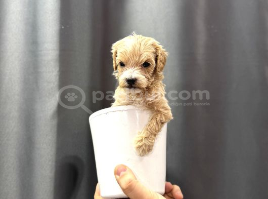 En Mini Boy Maltipoo Bebekler görsel