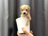 En mini boy maltipoo bebekler