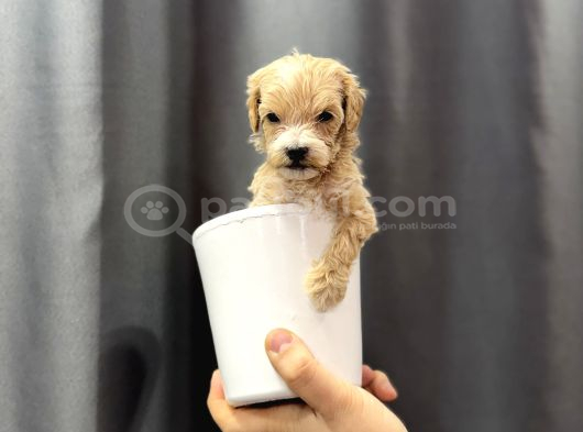 En Mini Boy Maltipoo Bebekler
