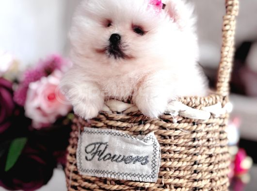 Teacup Kız Ayıcik görsel