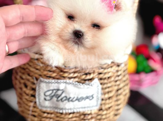 Teacup Kız Ayıcik görsel