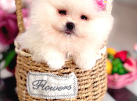 Teacup Kız Ayıcik görsel