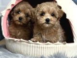 Güzel Sağlıklı Maltipoo Bebekler