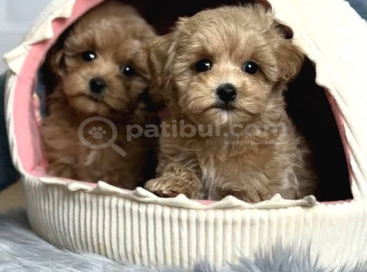 Güzel Sağlıklı Maltipoo Bebekler görsel