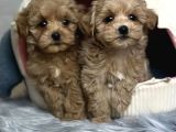 Güzel Sağlıklı Maltipoo Bebekler