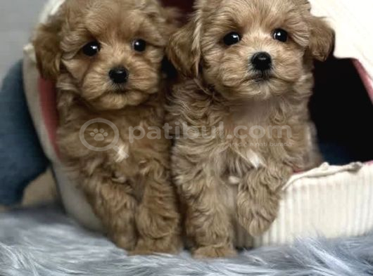 Güzel Sağlıklı Maltipoo Bebekler görsel