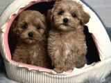 Güzel Sağlıklı Maltipoo Bebekler