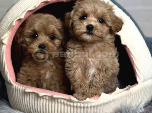 Güzel sağlıklı maltipoo bebekler