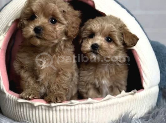 Güzel Sağlıklı Maltipoo Bebekler görsel