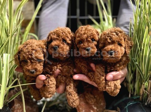 Zeki Ve Eğitimli Toy Poodle Yavrular görsel