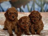 Zeki Ve Eğitimli Toy Poodle Yavrular