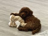 Akıllı Ve Oyuncu Toy Poodle Rio - Tüm Eşyalarıyla