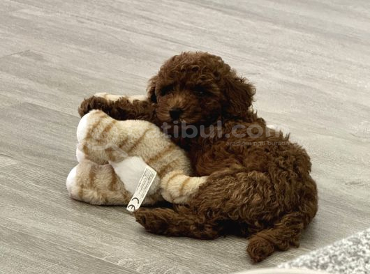 Akıllı Ve Oyuncu Toy Poodle Rio - Tüm Eşyalarıyla görsel