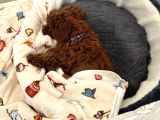 Akıllı Ve oyuncu Toy Poodle Rio - Tüm Eşyalarıyla
