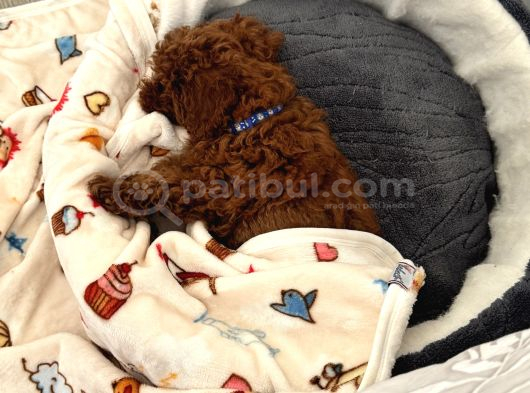 Akıllı Ve Oyuncu Toy Poodle Rio - Tüm Eşyalarıyla