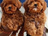 Veteri̇ner Kli̇ni̇ği̇nden Toy Poodle Bebekler