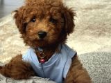 Akıllı Ve Oyuncu Toy Poodle Rio - Tüm Eşyalarıyla