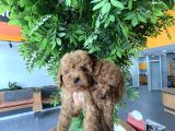 Veteri̇ner Kli̇ni̇ği̇nden Toy Poodle Bebekler